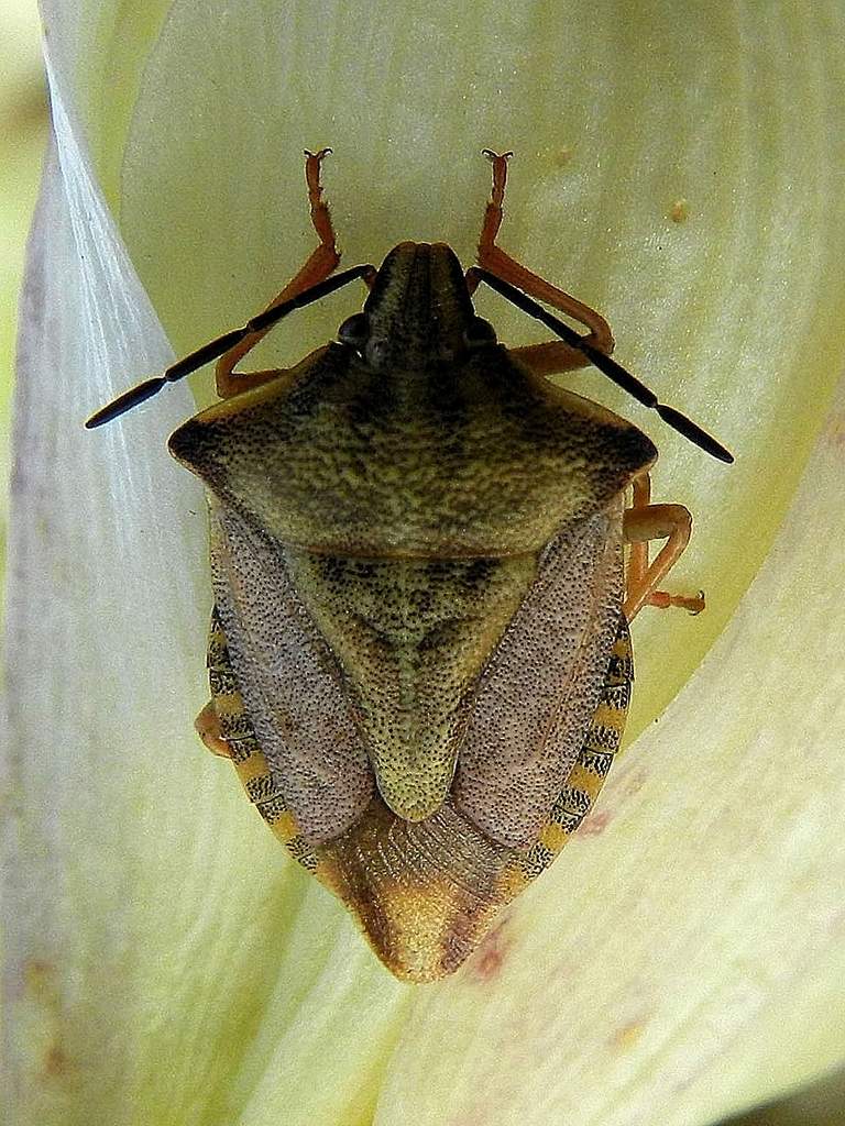 Pentatomidae: Carpocoris mediterraneus atlanticus